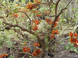 Image result for Acanthopale confertiflora