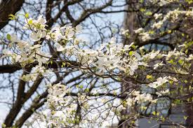 Growing zones, growing zones, growing zones. 10 Varieties Of Flowering Trees For Your Landscape