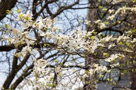 This time of the year is also a great place to check out spring flowers and take some nice pictures with your family at the best flower fields in. Etqluur1uqatmm