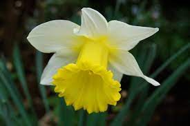 Beautiful Flowers Picture Of A Daffodil Flower Month Flowers Daffodil Flower Pictures Daffodil Flower