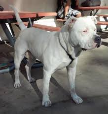 American Bully Dog Breed Information And Pictures