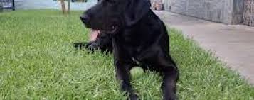 Mais quand le curé était venu aussi et que sa visite interminable avait épuisé les forces de ma tante, françoise sortait de la chambre derrière eulalie et disait: Nemo Le Chien Presidentiel A Encore Frappe Ecole Des Chiens