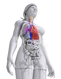 Anatomical variation of the celiac trunk where found in 39 of patients (36% of cases). Female Heart Anatomy Stock Photos Freeimages Com