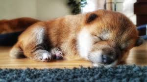 The shiba inu originated in japan during ancient times, along with the akita, kai dog, and kishu.the shiba is the smallest, and likely oldest, dog out of these japanese dogs, and was used primarily as a hunting dog. Cutest Shiba Inu Puppy Ever Youtube