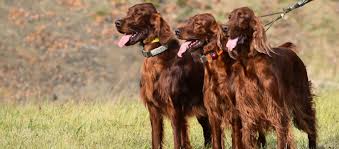 Image result for irský setr