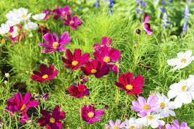 Yellow flowers bring the sunshine to a landscape, even on a cloudy day. Cosmos Flower Colors Different Varieties Of Cosmos Flowers