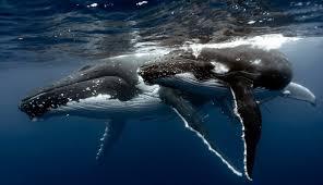 Pin By Mesut On Whale Balina Whale Underwater Animals Blue Whale
