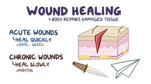 Image result for Wound Repair