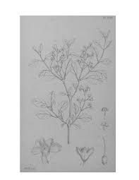 Image result for Clitandra cymulosa