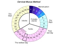 How To Get Pregnant How To Conceive Cervical Mucus