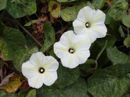 Image result for Ipomoea heterotricha