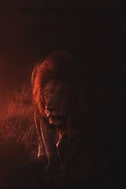 Animal wildlife lion tiger nature wild animal animal world fox wolf wilderness. Red Lion Wallpapers Wallpaper Cave