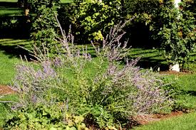 We did not find results for: The Most Popular Drought Tolerant Shrubs