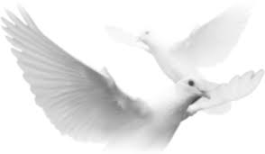 Auch das grünwalder burgfräulein war eingeladen. Hochzeitstauben Erding