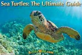 A further distinctive feature is a pair of claws adorning each flipper. Sea Turtles Facts Pictures Information For Kids Adults Ultimate Guide