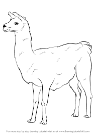 How To Draw A Llama Drawingtutorials101 Com Drawings Animal Drawings Llama Drawing