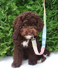 Welcome to lauderdoodles, one of america's finest breeders of micro and mini sized labradoodle puppies. Australian Labradoodle Puppies Michigan Review At Puppies Www Addlab Aalto Fi