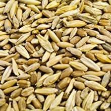 Although, strictly speaking, gluten pertains only to wheat proteins, in the medical literature it refers to the combination of prolamin and glutelin proteins naturally occurring in all grains that have been demonstrated capable of triggering celiac disease. Amazon Com Thunder Acres Cat Grass Blend Wheat Barley Oats And Rye Seed Mix Non Gmo Certified Organic Bonus Cat Toy 1 Lb Garden Outdoor