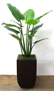 Giant Bird Of Paradise In Pots 