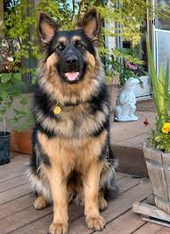 Maybe you would like to learn more about one of these? My Future Dog Oversized German Shepherd Briarwood Shepherds Port Huron Michigan German Shepherd Dogs Puppy German Shepherd Dogs German Shepherd