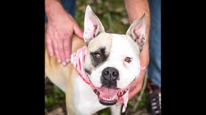 Our mission is to provide a means to place unwanted, adoptable animals into appropriate, loving homes. Meet Gracie May And Lily Wzzm13 Com