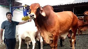 Brahman Cow Playing Brahma Cow 2020 Brahman Cow Price 2020 Youtube