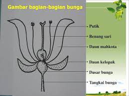 Pada peluang kali ini aku dapat membagikan bermacam keindahan tumbuhan bersama dengan gambar tumbuhan yang warna warni. Gambar Bunga Sempurna Hitam Putih