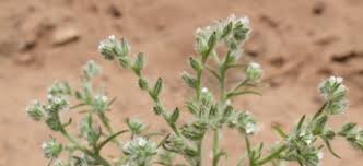 Image result for Disa cryptantha