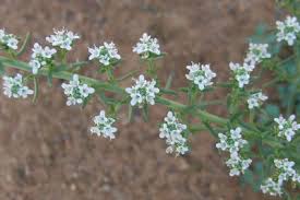 Image result for Selago albomarginata