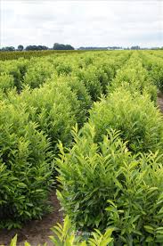 Since this type of prunus contains poison, it is not recommended that you plant the tree near children's play areas. Prunus Laurocerasus Schipkaensis Wholesale Nursery Supplies Plant Growers In Oregon Nursery Guide