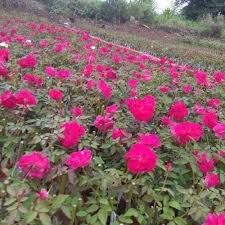 Best tips to buy indoor plants and trees from nursery near me gardens nursery has had success in the nursery industry for over 5 years with a. Nursery Plants At Rs 25 Piece Mp Nagar Bhopal Id 21197287962