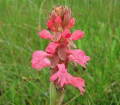 Image result for Satyrium hallackii