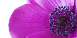 Capriciousness, whimsical, changeable, unreliability mauve: Purple Power 8 Ways The Color Purple Can Help You Bring More Success Love And Wealth Red Lotus Letter