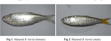 Barilius bendelisis is a fish in genus barilius of the family cyprinidae. Pdf Captive Breeding Through Synthetic Hormone Induced Breeding Of An Eastern Himalayan Hill Stream Fish Barilius Barila Hamilton 1822 Semantic Scholar