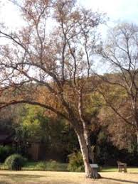 Image result for Combretum erythrophyllum