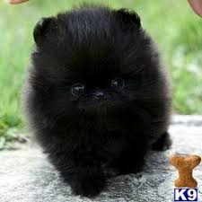 Teacup Black And Brown Pomeranian Pomeranian Pomeranian Puppy Teacup Cute Animals Pomeranian Puppy