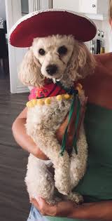 My Mexican Poodle Cute Dogs Poodle Family Dogs