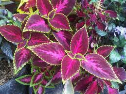 Check spelling or type a new query. Jual Tanaman Hias Miana Beraneka Warna Daun Tukang Taman