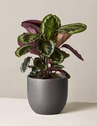 Calathea Medallion In 2020 Plant Care Plant Care Houseplant Calathea