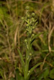 Image result for Laggera crispata