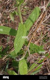 Image result for Vernonia hirsuta