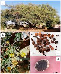 Image result for Mimosa mossambicensis
