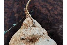 Image result for Raphionacme madiensis