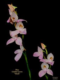 Image result for Disa woodii