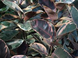 Image result for ficus elastica flower