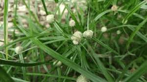 Image result for Kyllinga