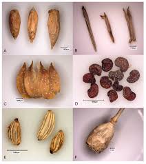Toward an Investigation of Diversity and Cultivation of Rye (Secale cereale  ssp. cereale L.) in Germany: Methodological Insights and First Results from  Early Modern Plant Material