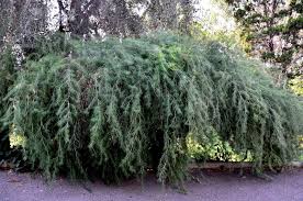 Image result for Asparagus laricinus