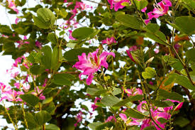 Image result for Bauhinia purpurea