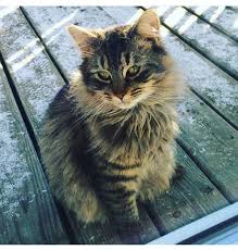 Norris Like Mrs Norris From Harry Potter Except He Isn T A Mrs Harry Potter Films Harry Potter Harry